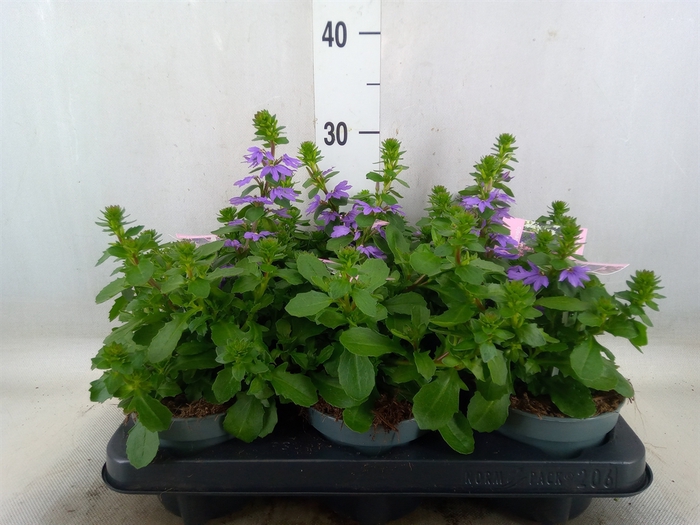 <h4>Scaevola aemula   ...</h4>