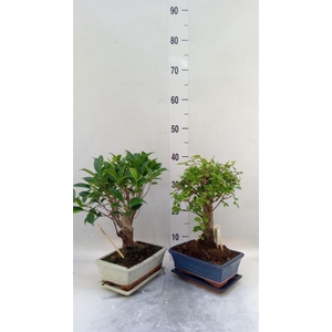 Bonsai   ...mix