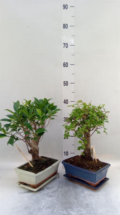 <h4>Bonsai   ...mix</h4>