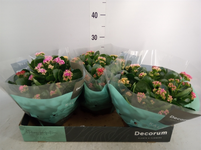 <h4>Kalanchoe blos.   ..rosebud mix/pot</h4>