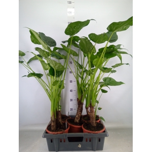 Alocasia cucullata