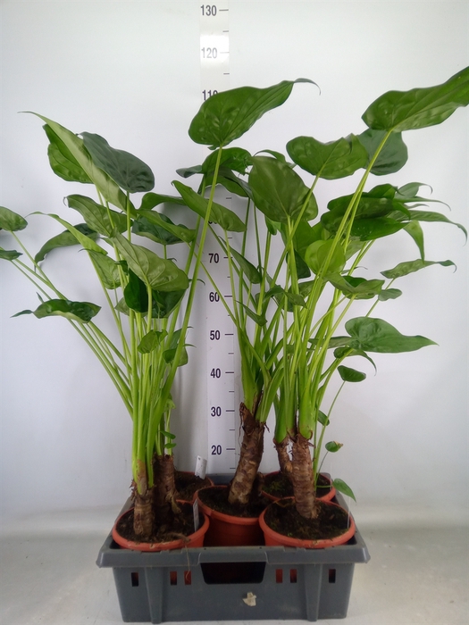 <h4>Alocasia cucullata</h4>
