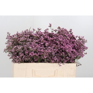 Lim Piuma Pink Touch