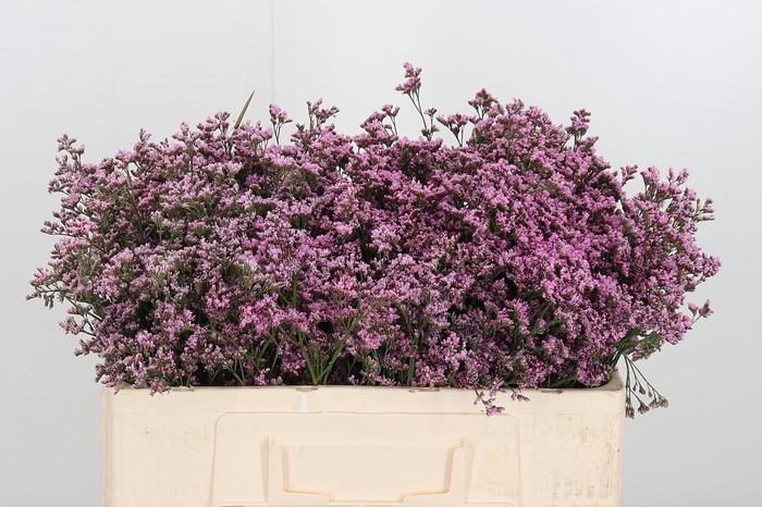 <h4>Lim Piuma Pink Touch</h4>