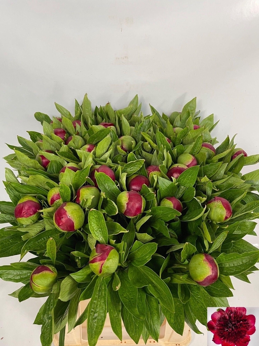 <h4>PAEO RED CHARM</h4>