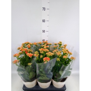 Kalanchoe  'Volcanic Orange'