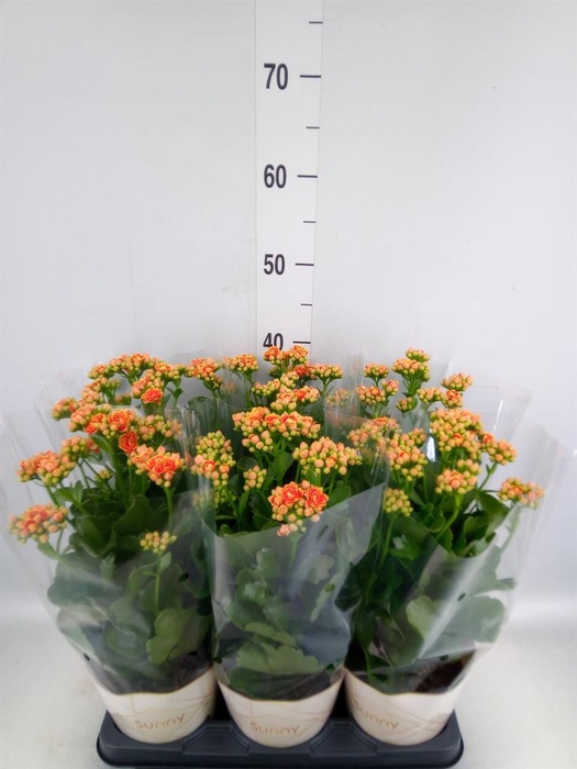 <h4>Kalanchoe  'Volcanic Orange'</h4>