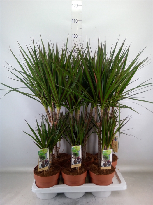 <h4>Dracaena marg.</h4>