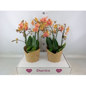 Phalaenopsis multi. 'FC SunsetLove'