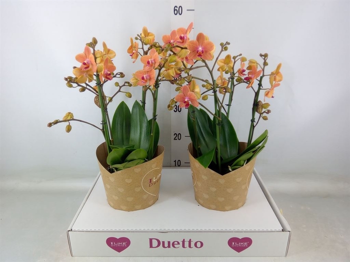 <h4>Phalaenopsis multi. 'FC SunsetLove'</h4>