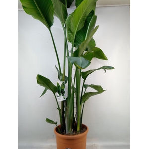Strelitzia nicolai