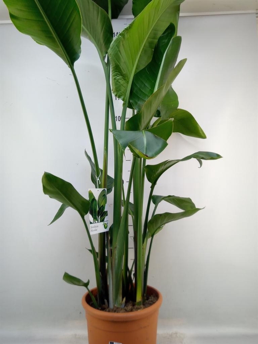 <h4>Strelitzia nicolai</h4>