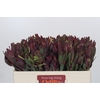 Leucadendron Senorita