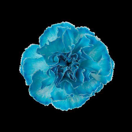 Dianthus St Light Blue