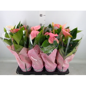 Anthurium andr. 'Sweet Dream'