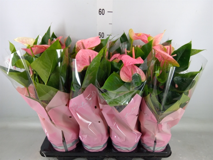 <h4>Anthurium andr. 'Sweet Dream'</h4>