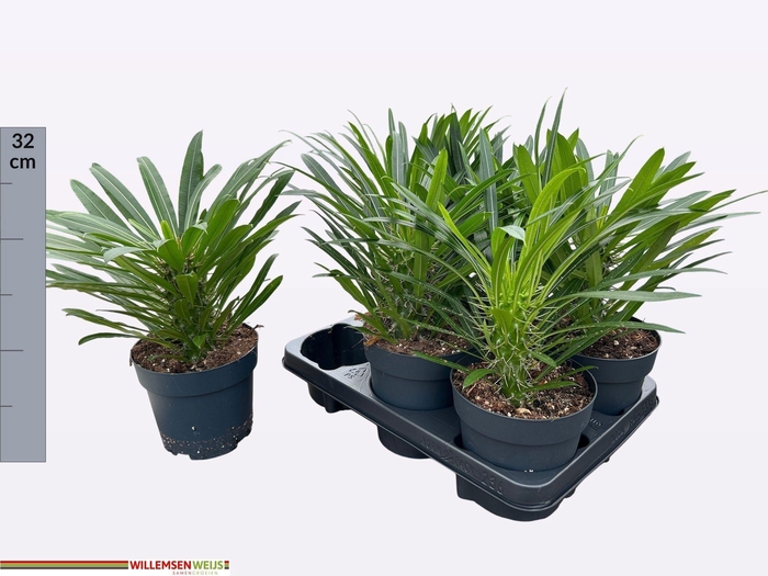 <h4>PACHYPOD LAMEREI</h4>