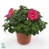 HIBISCUS M LU RED
