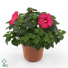 HIBISCUS M LU RED