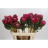Protea Brenda