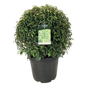 Prunus lus. 'Angustifolia'