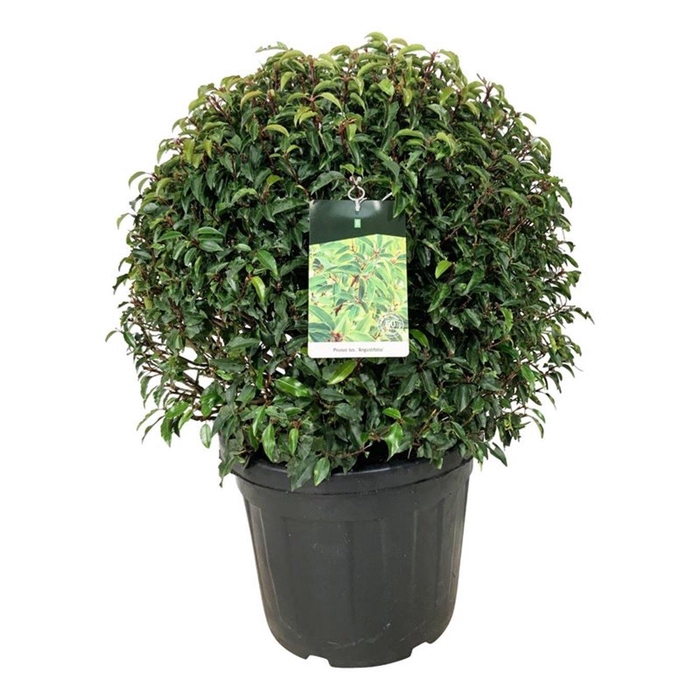 <h4>Prunus lus. 'Angustifolia'</h4>