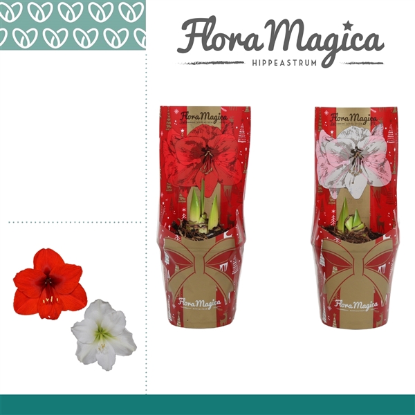 <h4>Amaryllis Mix 2 Knop in FM Kersthoes</h4>