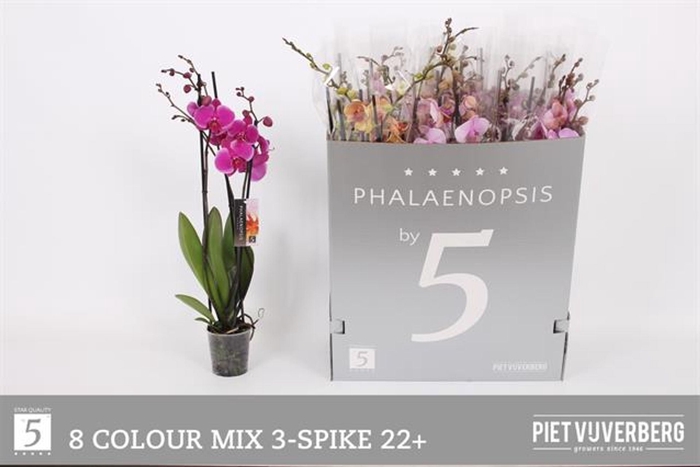 <h4>Phalaenopsis gemengd 8 kleuren</h4>