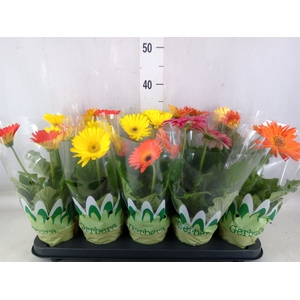 Gerbera   ...mix