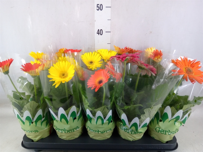 <h4>Gerbera   ...mix</h4>