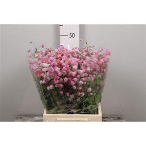 Rhodan Chl Rosea Pb