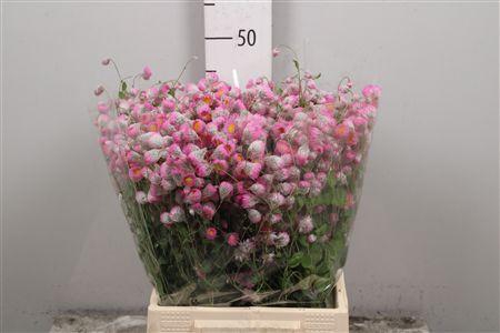 <h4>Rhodan Chl Rosea Pb</h4>