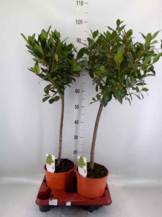 <h4>Laurus nobilis</h4>