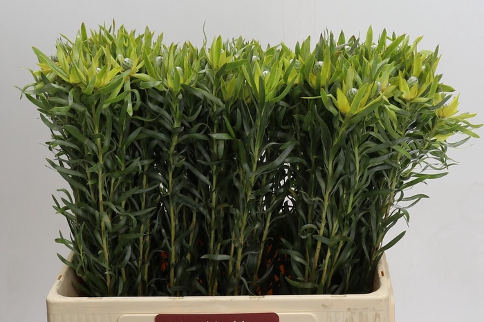 <h4>Leucadendron Pisa</h4>