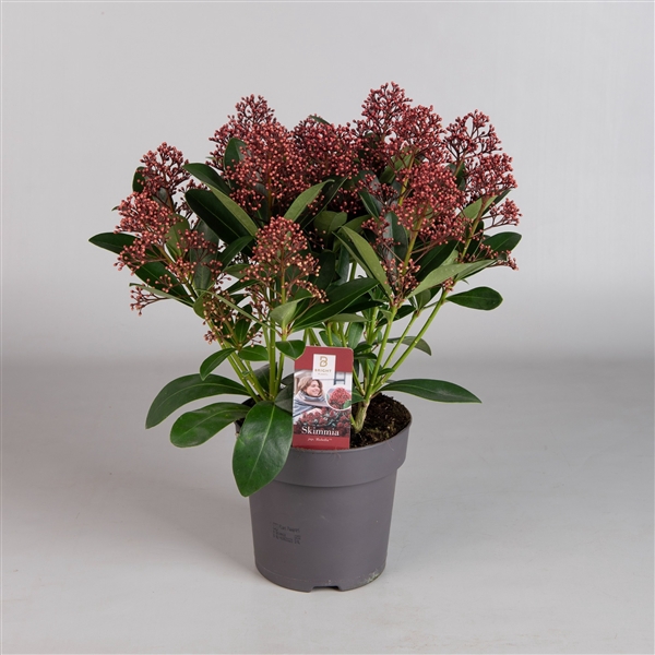 <h4>Skimmia Rubella 7-9</h4>