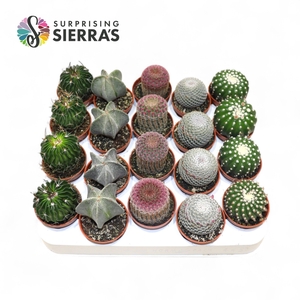 CACTUS GEM