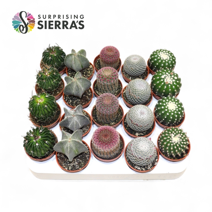 <h4>CACTUS GEM</h4>