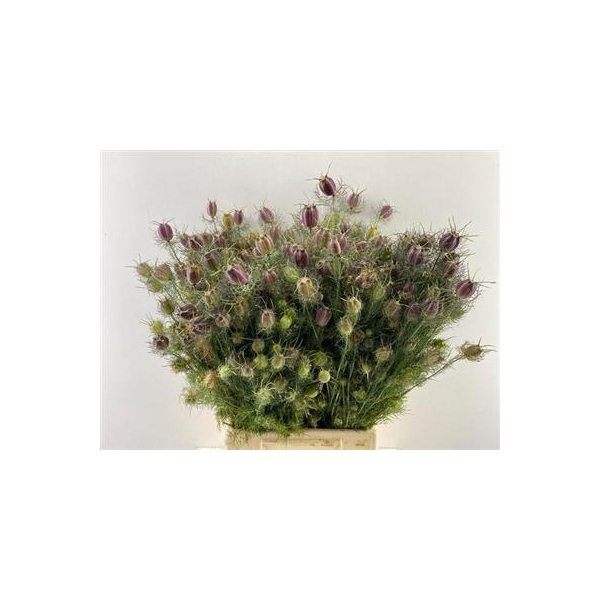 <h4>DROOG NIGELLA ROOD D</h4>