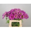 Cosmos Roze Dubbel