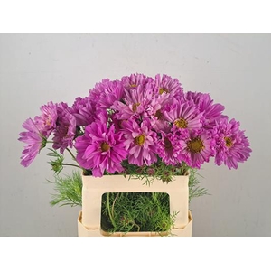 Cosmos Roze Dubbel