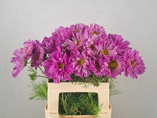 Cosmos Roze Dubbel