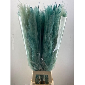 CORTA SELLOAN KLB H%