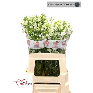 DELPH EN M SIL WHITE