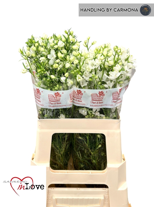 <h4>DELPH EN M SIL WHITE</h4>