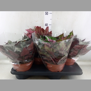 Begonia BD 'Beleaf'   ...mix
