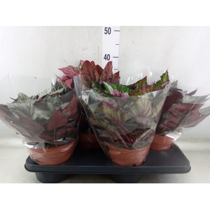 Begonia BD 'Beleaf'   ...mix