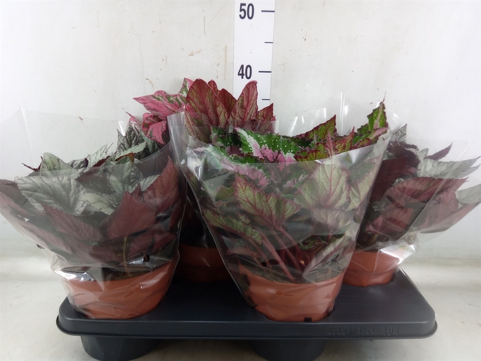 <h4>Begonia BD 'Beleaf'   ...mix</h4>