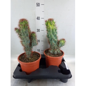 Cereus per. 'Monstrosus'