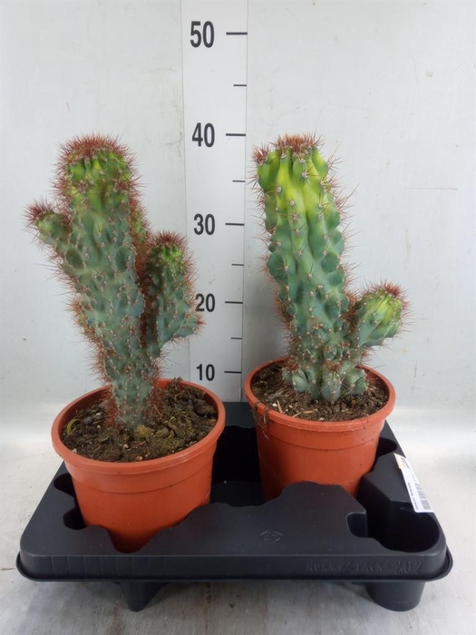<h4>Cereus per. 'Monstrosus'</h4>