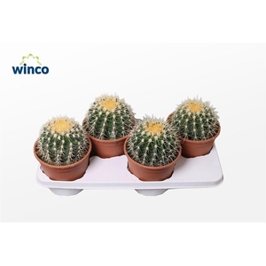 Echinocactus Grusonii